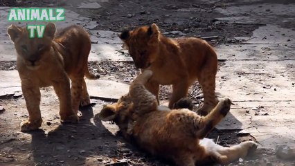 A few Weeks Old Lion Cubs Playing Like Kitties - Cute Big Cats