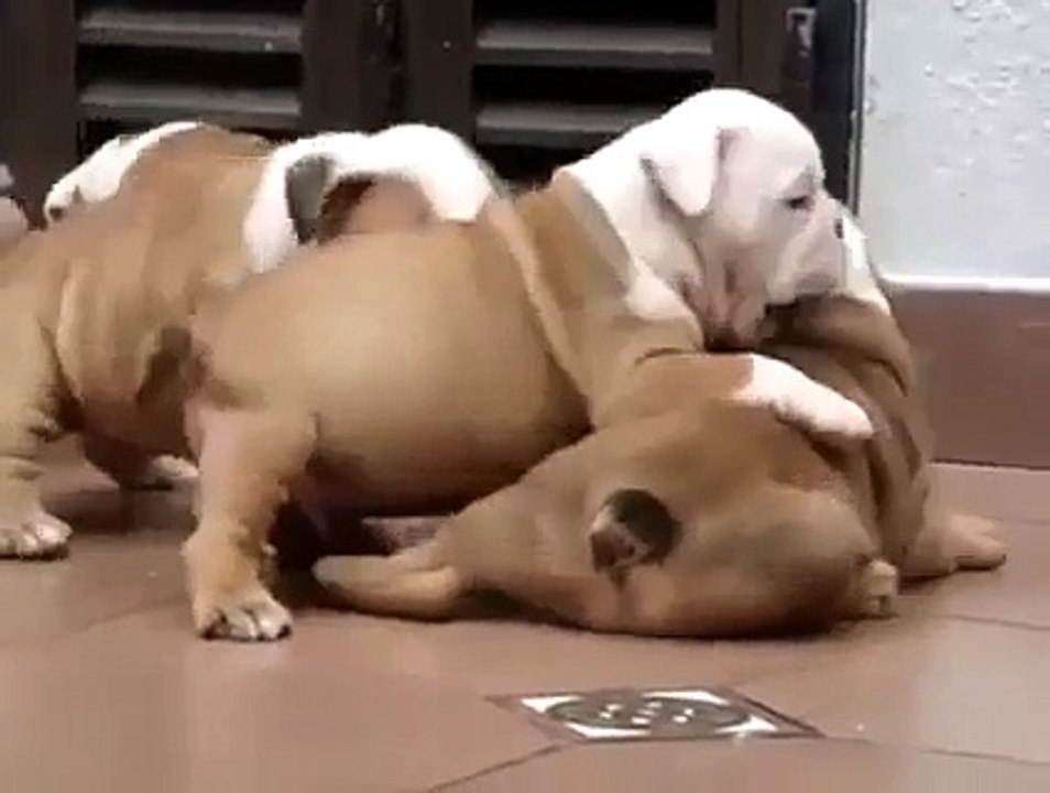 Cute puppies playing! Who wants one