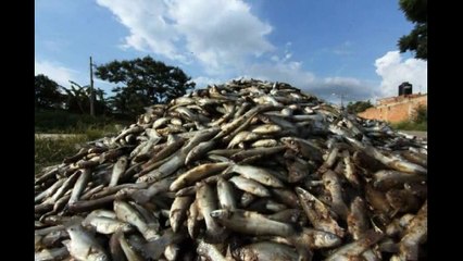 Fishermen Discover 40 Tons Of Dead Fish