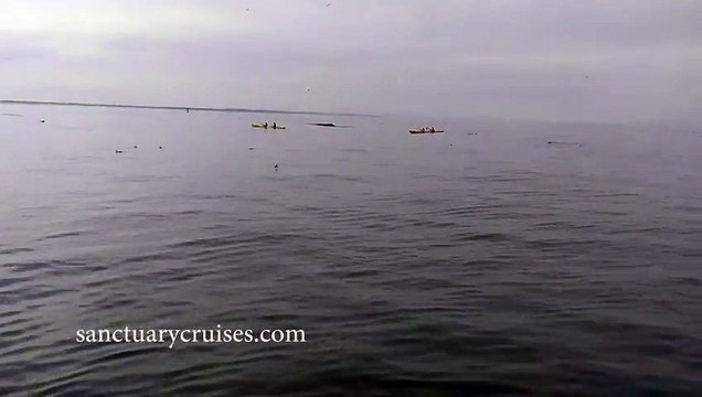 Humpback Whale Breaches on Top of Kayaker