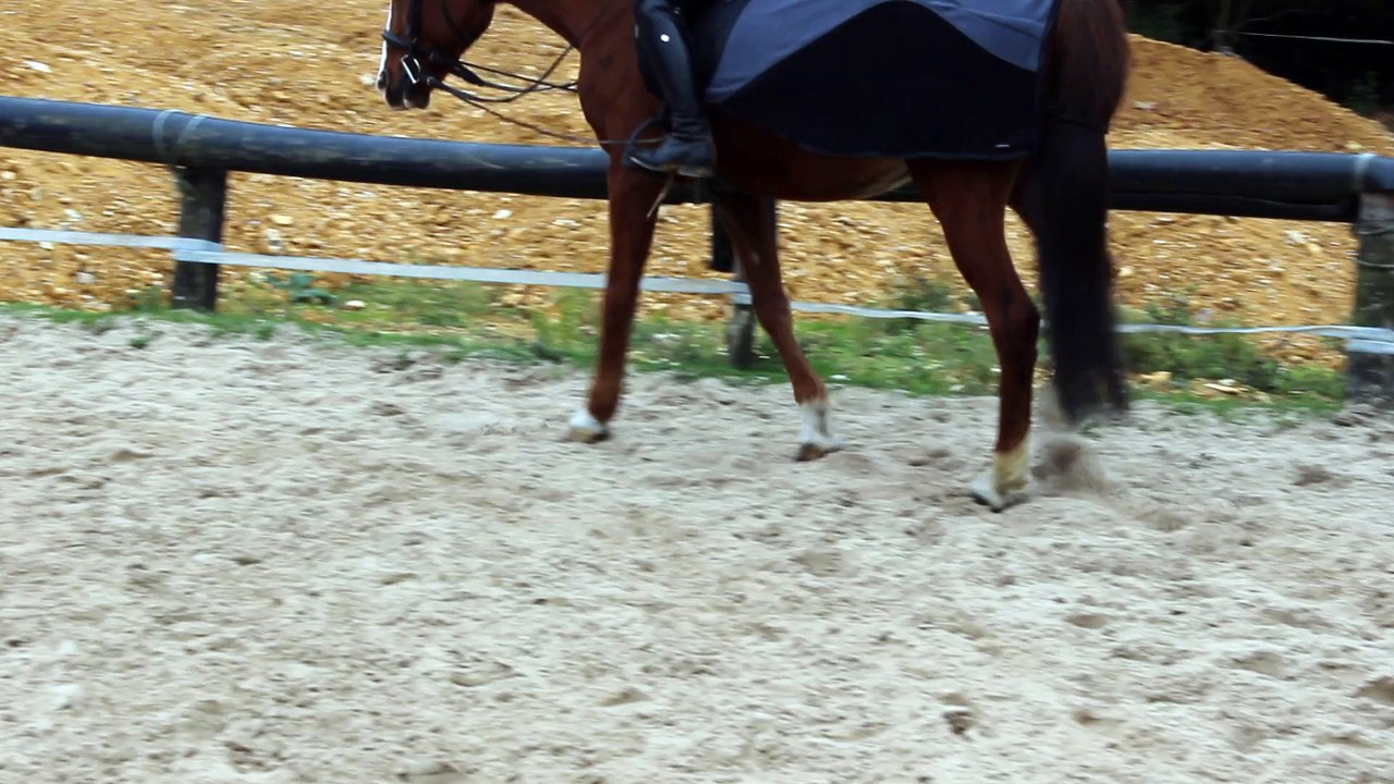 Gypsie au pas montée