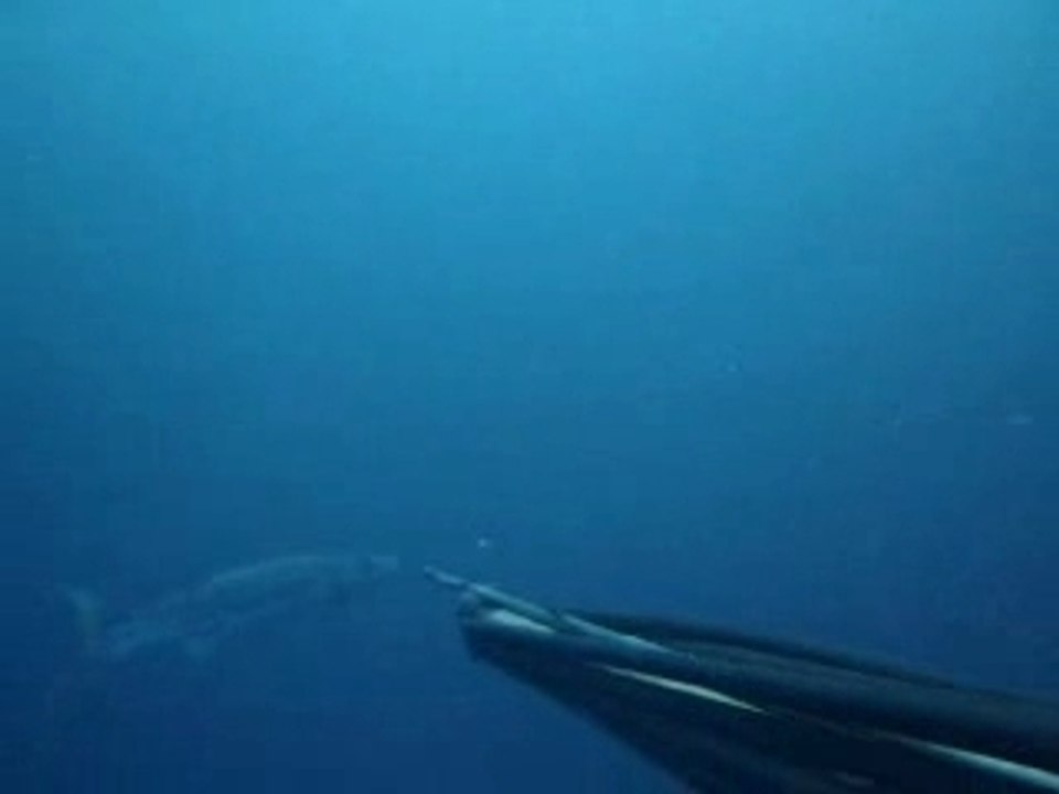 Barracuda 4