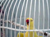 Parrot reciting Kalma لا إله إلا الله محمد رسول الله