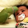 What did this parrot do with this child ..... SUBHAN ALLAH