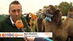 Bonk Bonk Bonk: Waaghalzen stuiteren op kamelen door Gronings weiland - RTV Noord