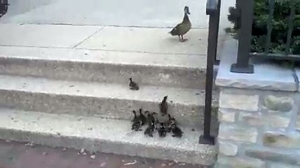 Try Try Again, (Isy kehty hain Maa ka Payar)