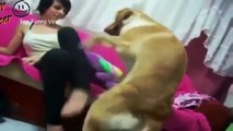 Funny videos - Best 10 animals mating fails moments Try NOT to laugh 2015