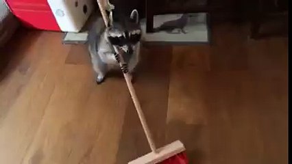 Ekmek Parası İçin Çalışan Rakun