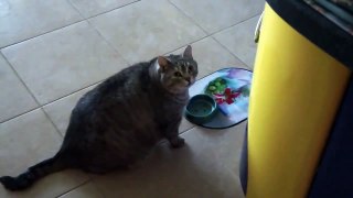 Толстый кот просит кушать