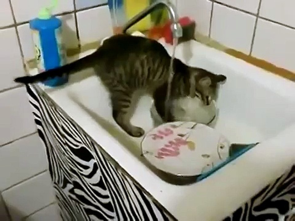 Кот посудомойщик! Смотреть всем
