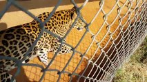 Föööod! | BIG CATS EXCITED FOR FEEDING