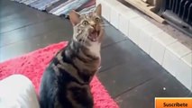 Videos graciosos 2014 - Videos de risa de animales chistosos - Perros, gatos y m