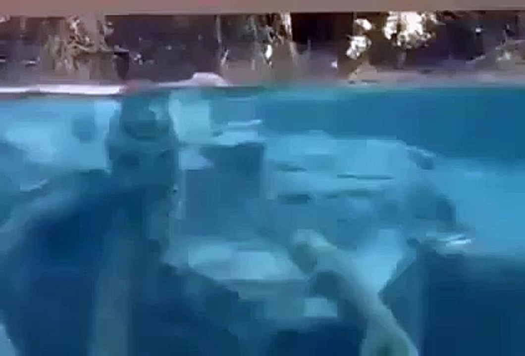 Jaguar underwater