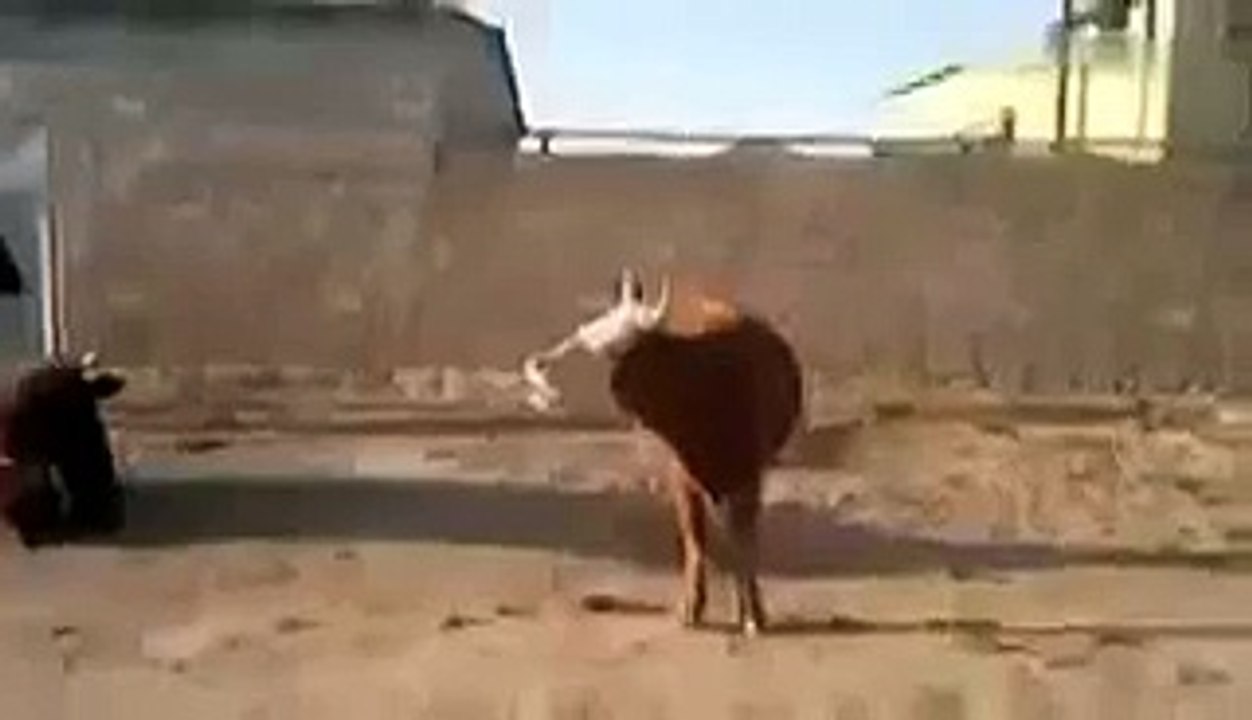 Корова говорит как Свой Хозяин )))