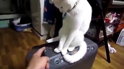 Прикол 2013. Кот: - Пусть Будет Закрыто !!!.