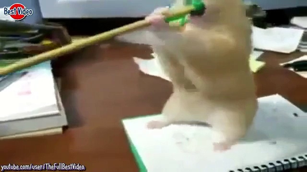 Animals 2015 Super Funny Videos