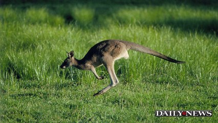 Buster the Kangaroo Hopping Around Loose in Staten Island