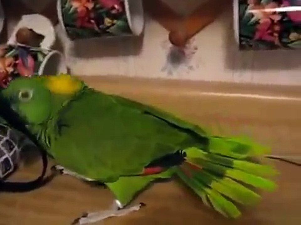 Amazon talks and sings. Funny green parrot