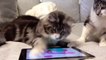 Cards Maine Coon. Cats catch a mouse on the tablet