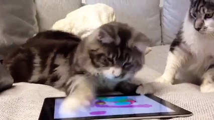 Cards Maine Coon. Cats catch a mouse on the tablet