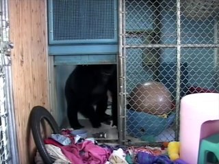 Koko's Tribute to Robin Williams