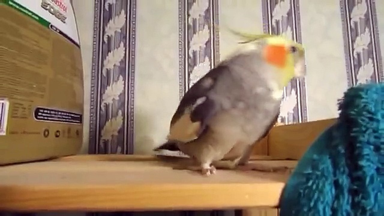 Papagaio batalha. Parrot suspense