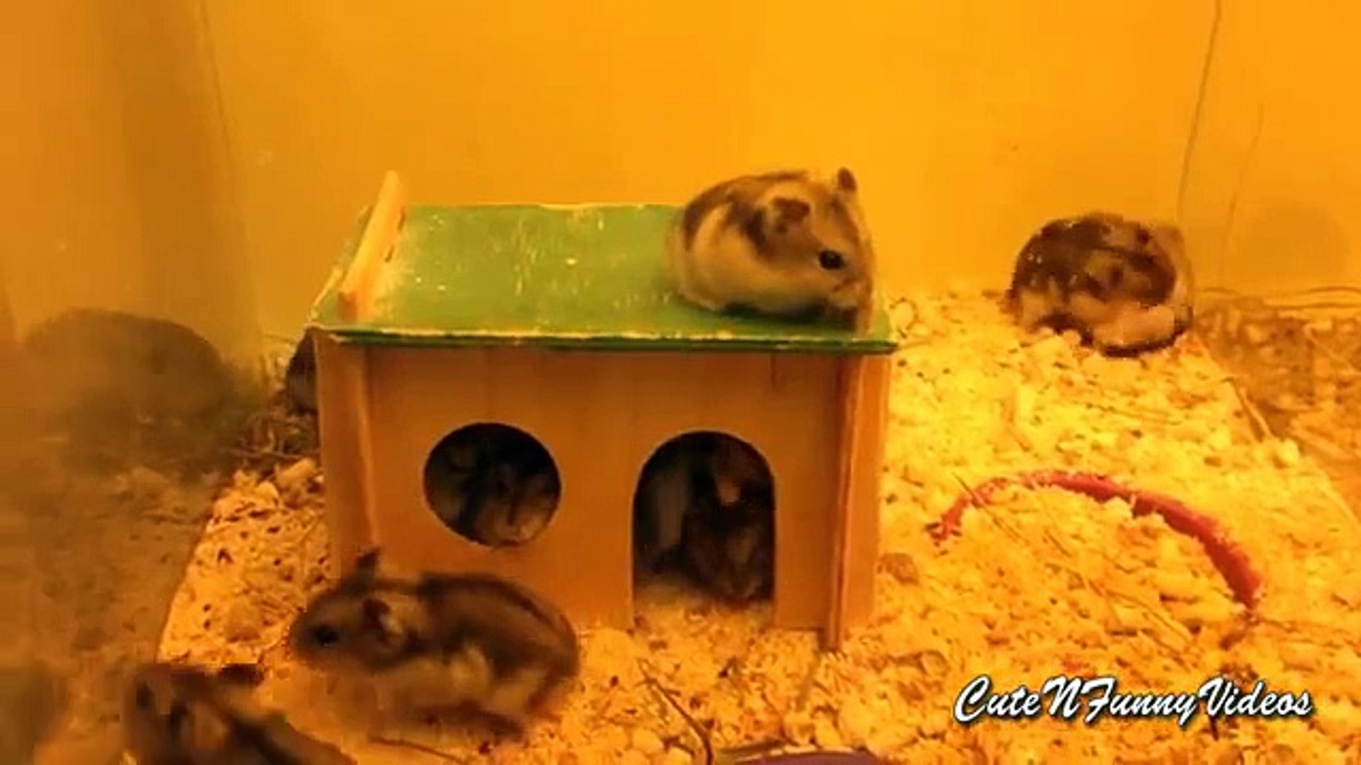 ⁣20 hamsters dans la maison. hamsters drôles