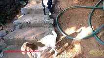 Carefree goats. Two funny kid play