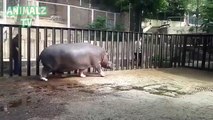 Hippo joue avec le gardien dans le zoo de Tbilissi. drôle hippopotame
