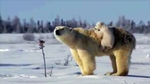 Ours blanc avec ses petits. Ours drôle avec deux oursons amusant