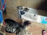 Bengal cat stroking their kittens. Funny cat and kittens