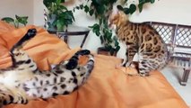 Bengal cats baldeyut on the bed while the owners are not present. Funny cats
