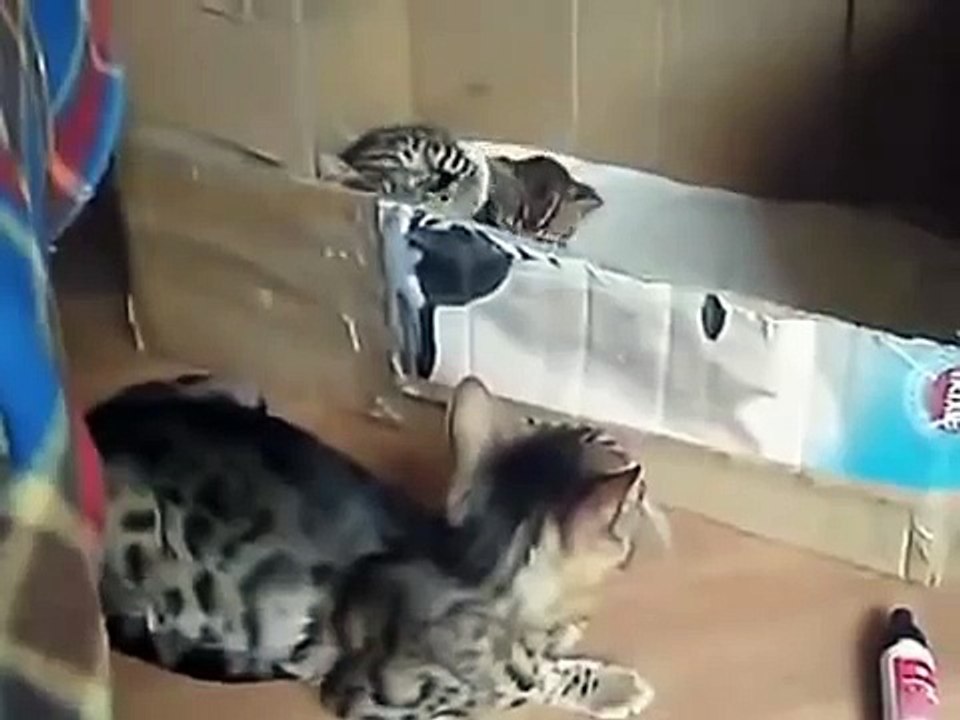 Bengal chat caressant leurs chatons. Chatons drôle de chat et