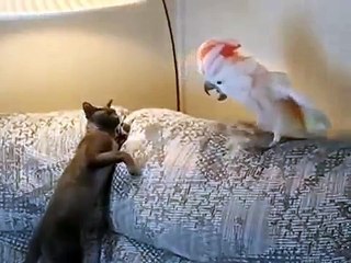 Batalla del gato con un loro! Loro contra gato
