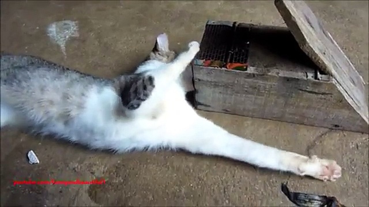 Cerrar el momento. Gato divertido y una rata en una trampa