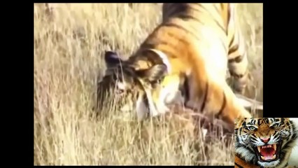 animal fights 2015 Lion and Deer