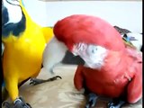 Brothers parrots walk on the bed and talk. Two brothers parrot