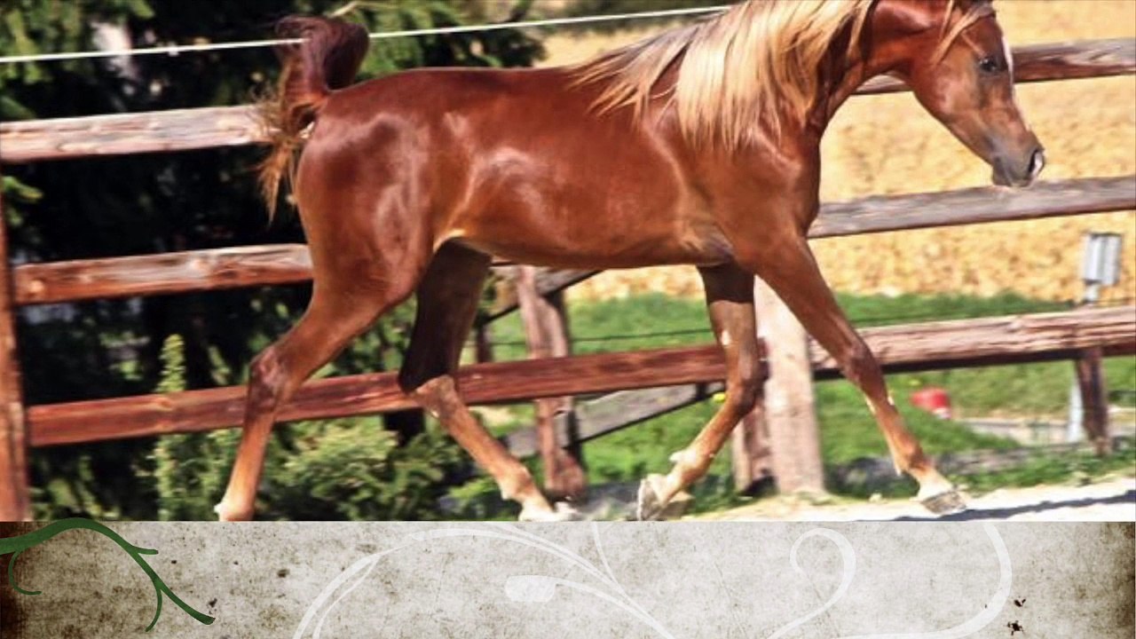 Killer des Lys d'Or
