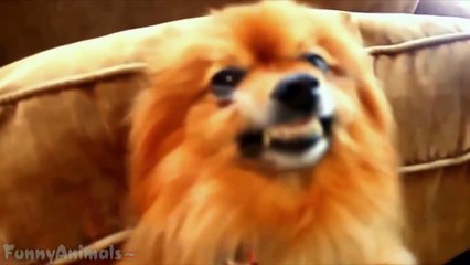 Funny Dog Smiling - Best Dogs Smiling Compilation