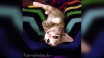 Cat Vine - Funny Little Cats And Kittens