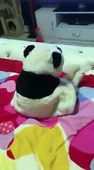 The cutest videos on the internet right now!