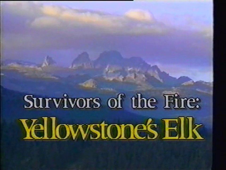 Survivors of the Fire: Yellowstone's Elk