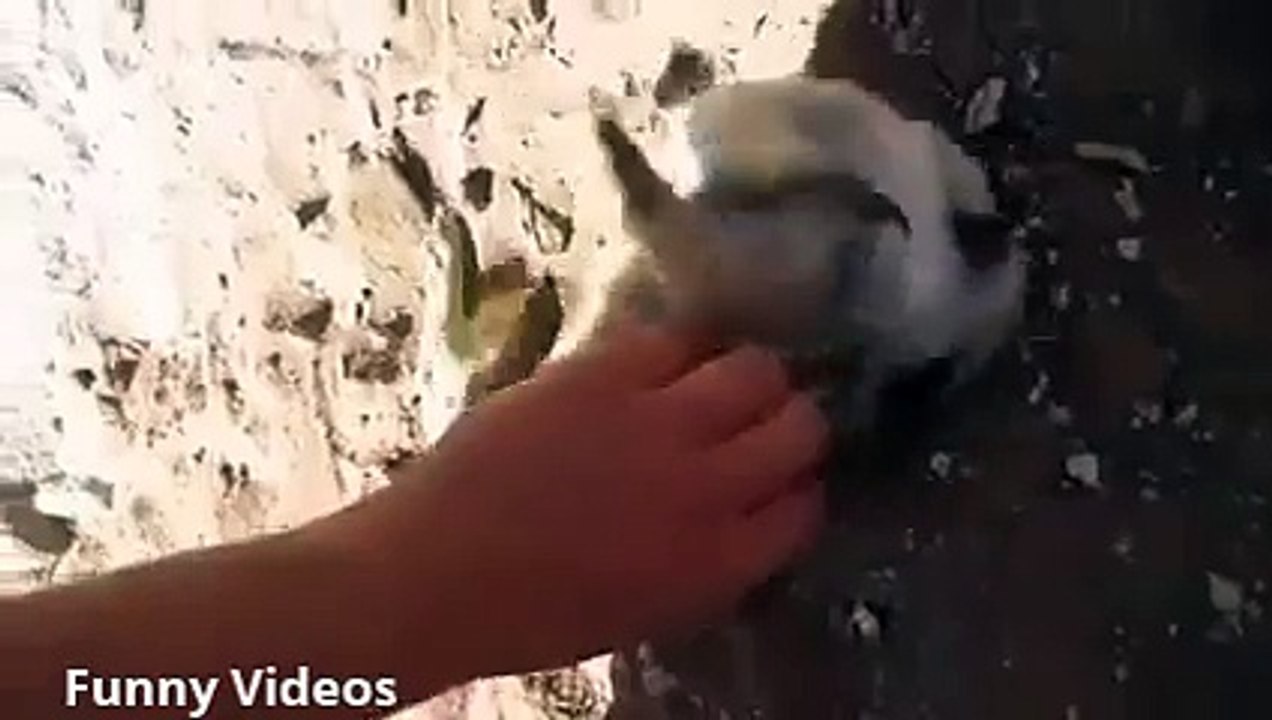 Warning! Cute animal video of the day !