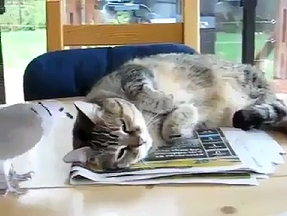 Paloma molestando a un gato