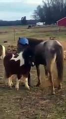 There is more than one way to mount a pony