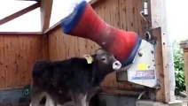 Cow finds the perfect way to itch itself