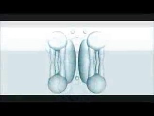 Cell Membrane Animation