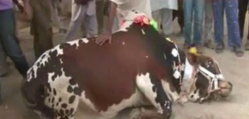 Unique Cow in Sohrab Goth -اللہ کے حکم پر گائے خود قربان ہونے کو تیار ہے