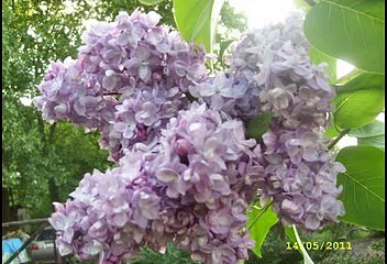 ŻÓŁTY JESIENNY LIŚĆ