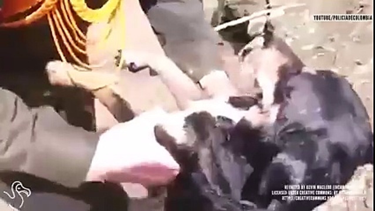 Saves the dogs